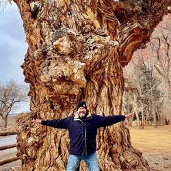 The cottonwood trees are huge