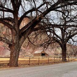 Cottonwood trees framing the Pendleton Barn