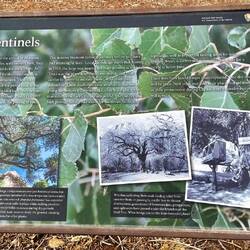 The story of the Cottonwood Trees of Fruita