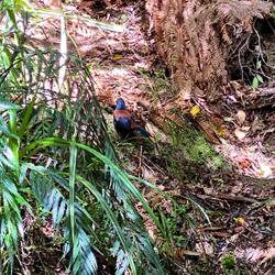 South Island saddleback