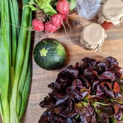 80cm lange Frühlingszwiebeln