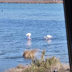 Flamingos ohne ende