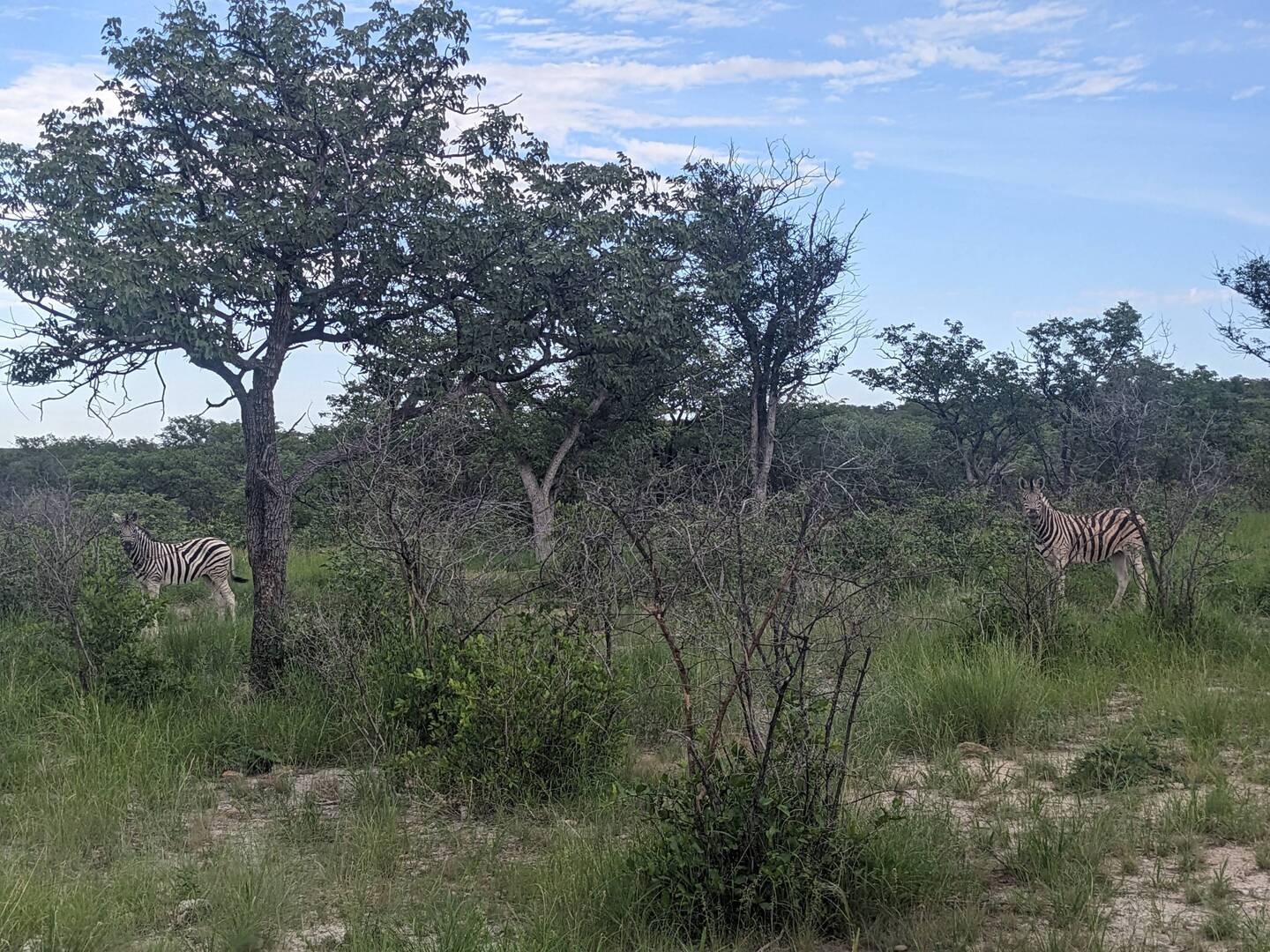 Some friendly Zebras.