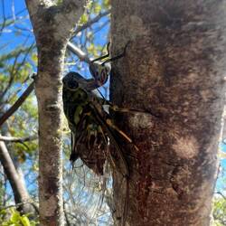 Die grillen sind extrem laut und entsprechend groß...😳