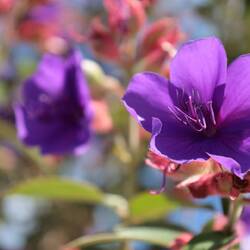 Herbst is coming, aber es gibt noch viele schöne Blüten zu sehen