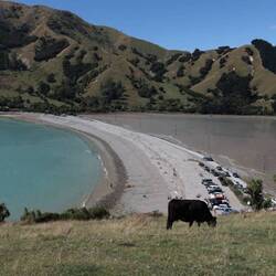 Strand und Kuh, eine klassische Kombi🙃