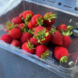 Ein Tag am beach im März mit...Erdbeeren!🍓🍓🍓🤩