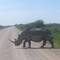 Crossing right in front of us.