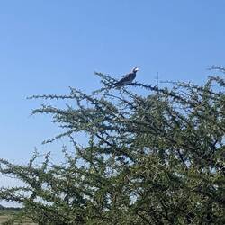 A hornbill that we spotted in a tree.