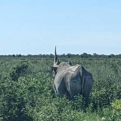 Look at that horn!!!