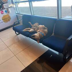 Mal wieder ein „Flughafen-Hund“ der für Ordnung sorgt oder hier einfach mal ein Nickerchen hält 😂