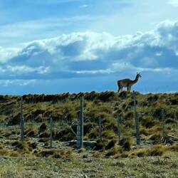 Und wieder flieht ein Guanako vor den Menschen und Autos.