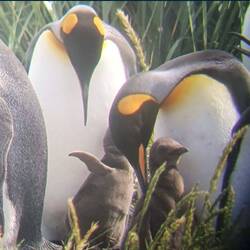 Ganz vorne sieht man die Kinder; sie sind noch braun und flauschig.