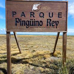 Das Reservat der Königspinguine