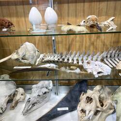 Diese Originalknochen wurden auf dem Gelände des Naturschutzgebietes gefunden.