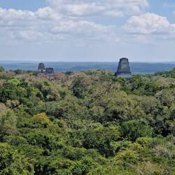 Blick vom Tempel 4 auf den Peten-Urwald