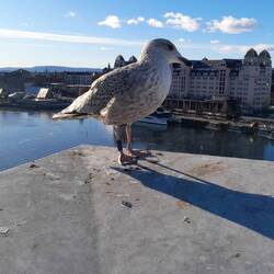 Norwegian seagull!