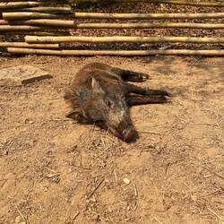 Kleines Schweinchen in der Sanctury