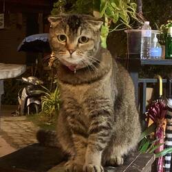 Traurigste Katze, die wir jemals gesehen haben 😅🥺