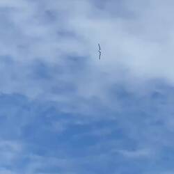 Flugkünstler Albatros