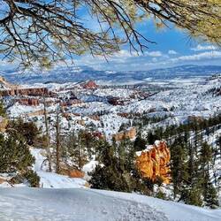 The pine tree was the perfect frame