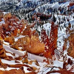 Pine trees, snow and red rock, the perfect combination
