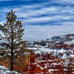 The massive pine tree is dwarfed by the scenery