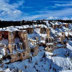 The buried pine trees in the snow