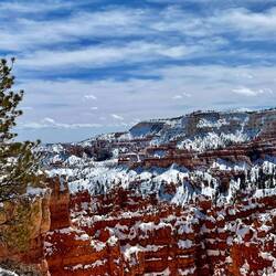 The pine trees on the top of the canyon are very tall - puts the size of the canyon into perspective