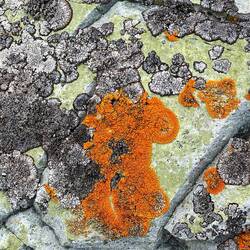 Flechten auf einem Stein