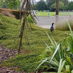 Ein neuseeländisches Huhn, das Purpurhuhn.