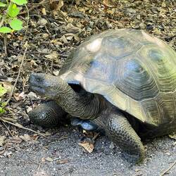 Galapagos giant tortoise