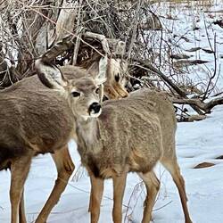 They were happy for everyone to take photos of them