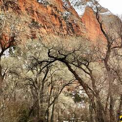 The umbrella of trees caught my eye