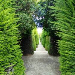 Solche Bäume säumen die Durchgangswege im Friedhof "Sara Braun".