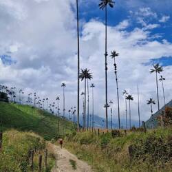Die höchsten Palmen der Welt