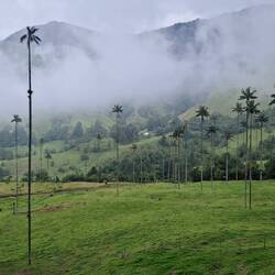 Valle de Cocora