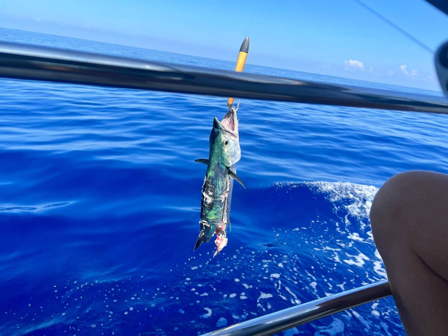 Cero-Mackerel (half eaten by a hungry shark!)