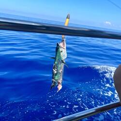 Cero-Mackerel (half eaten by a hungry shark!)