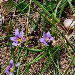 Blumen in den Dünen