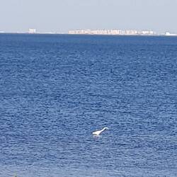 Silberreiher auf der Pirsch