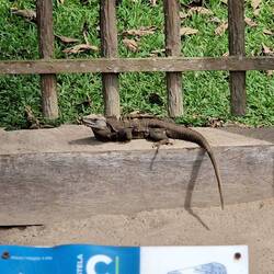 Leguan beim Sonnenbaden