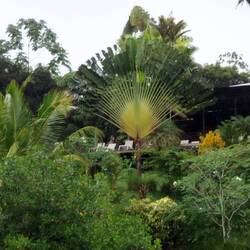 Eine Palme wie Pfau.