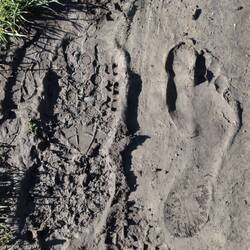 Spuren zum Beispiel. Rechts ein Kiwi, links ein Touri😅