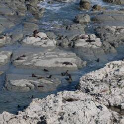 Sie sind einfach überall🦭🦭🦭