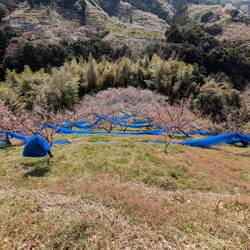 Le verger de pruniers