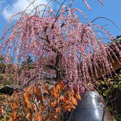 Un prunier qui donne beaucoup de fleurs mais pas de fruits.