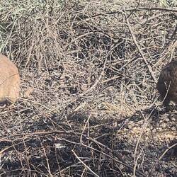 Dassie - aufgrund der DNA und der Fußstruktur mit dem Elefanten verwandt