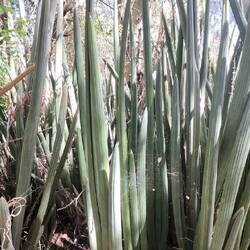 Sansevieria cylindrica
