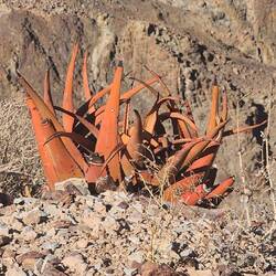 Aloe Garipensis - endemisch